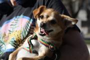 Este sábado habrá una jornada gratuita de castración de mascotas en el CAPS Estación Quequén