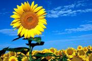 Proyectan una campaña récord para el girasol argentino en 2026/27