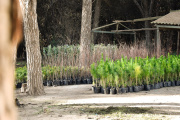 Planta un árbol y suma a que Necochea sea más verde: nueva entrega gratuita del Vivero Municipa