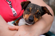 Vuelve la castración gratuita de perros y gatos en Quequén: cuándo será y cómo acceder