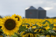 Invertirán US$ 400 millones para construir en Bahía Blanca la mayor planta de molienda de girasol del mundo