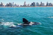 Ballenas Necochea respondió tras acusaciones de un medio digital: “No vamos a entrar más en este juego”