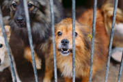 Necochea ya tiene una nueva ordenanza contra el maltrato animal: qué cambia desde ahora