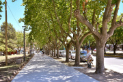 Arbolado urbano en Necochea: por qué es vital y cómo cuidar el árbol de cada vereda