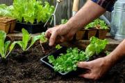 San Cayetano tendrá un taller gratuito de huerta con intercambio de semillas y entrega de plantines
