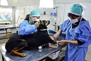 Castraciones gratuitas en Quequén: cómo pedir turno y preparar a tu mascota