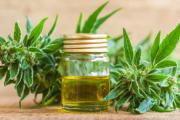 Mediterps organiza en Necochea una charla gratuita sobre cannabis medicinal y REPROCANN