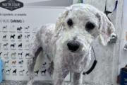Buscan a Rulo, un caniche perdido en Necochea: está asustado y piden no correrlo