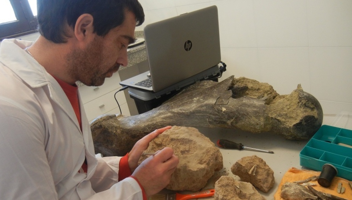 Miramar Hallan Fosiles De Animales Prehistoricos Noticias De