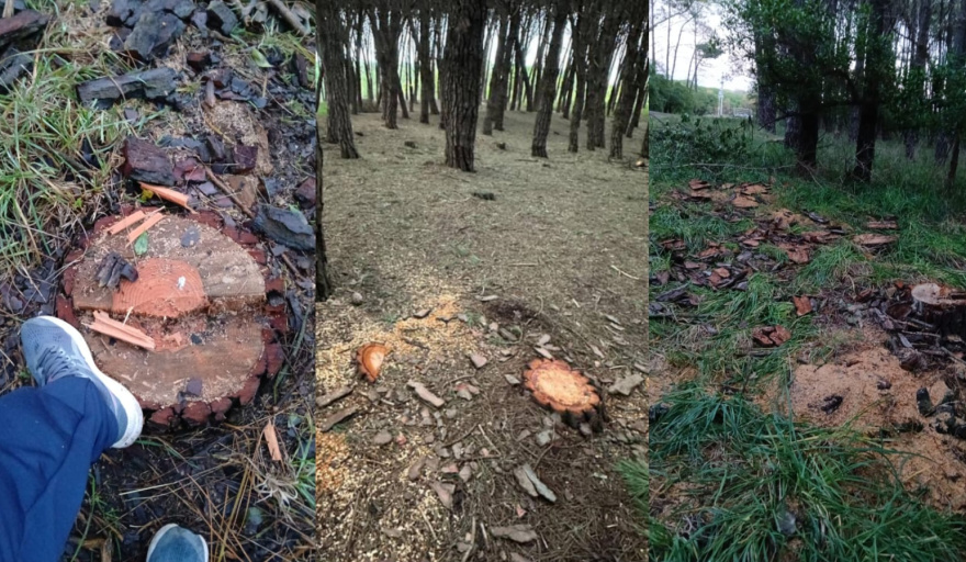 Talas indiscriminadas en el Parque Miguel Lillo: ¿Quiénes son responsables?