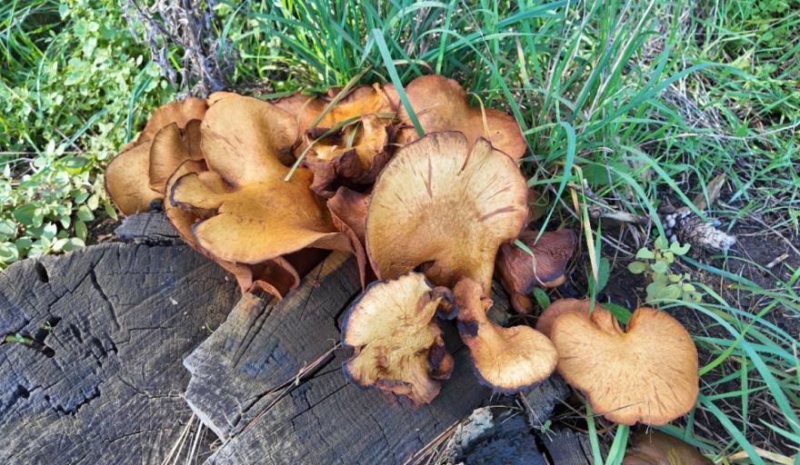Invitan a descubrir el mundo de los hongos con una jornada gratuita en el Parque Lillo