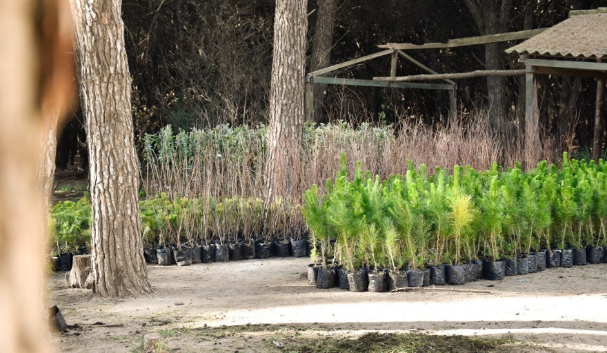 Planta un árbol y suma a que Necochea sea más verde: nueva entrega gratuita del Vivero Municipa